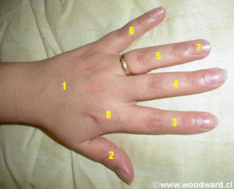 Parts of the Hand in English