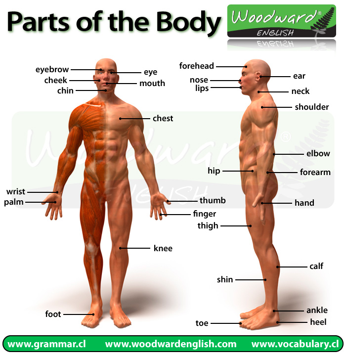 Parts of the Body in English