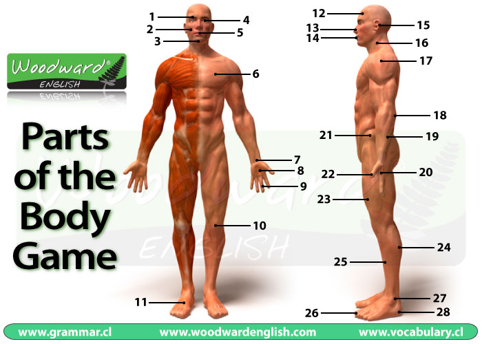 Parts of the Body Picture Game in English
