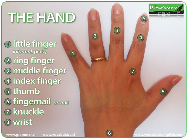 http://www.vocabulary.cl/pictures/hand-parts-fingers.jpg
