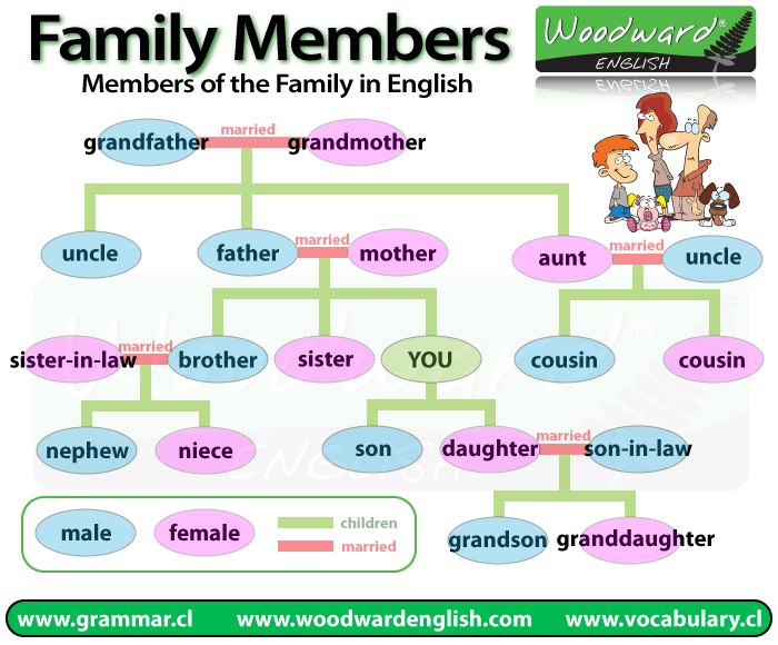 http://www.vocabulary.cl/pictures/members-of-the-family-in-english.gif
