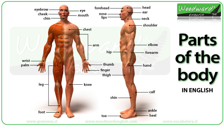 Parts of the body in English