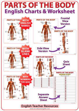 Parts of the body in English - Chart and Worksheet