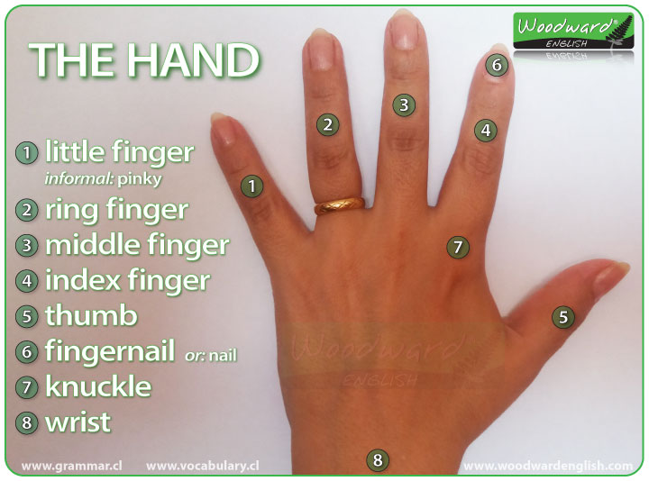 Human Body Parts Chart In English