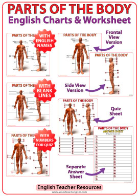 Parts Of Body Chart In English